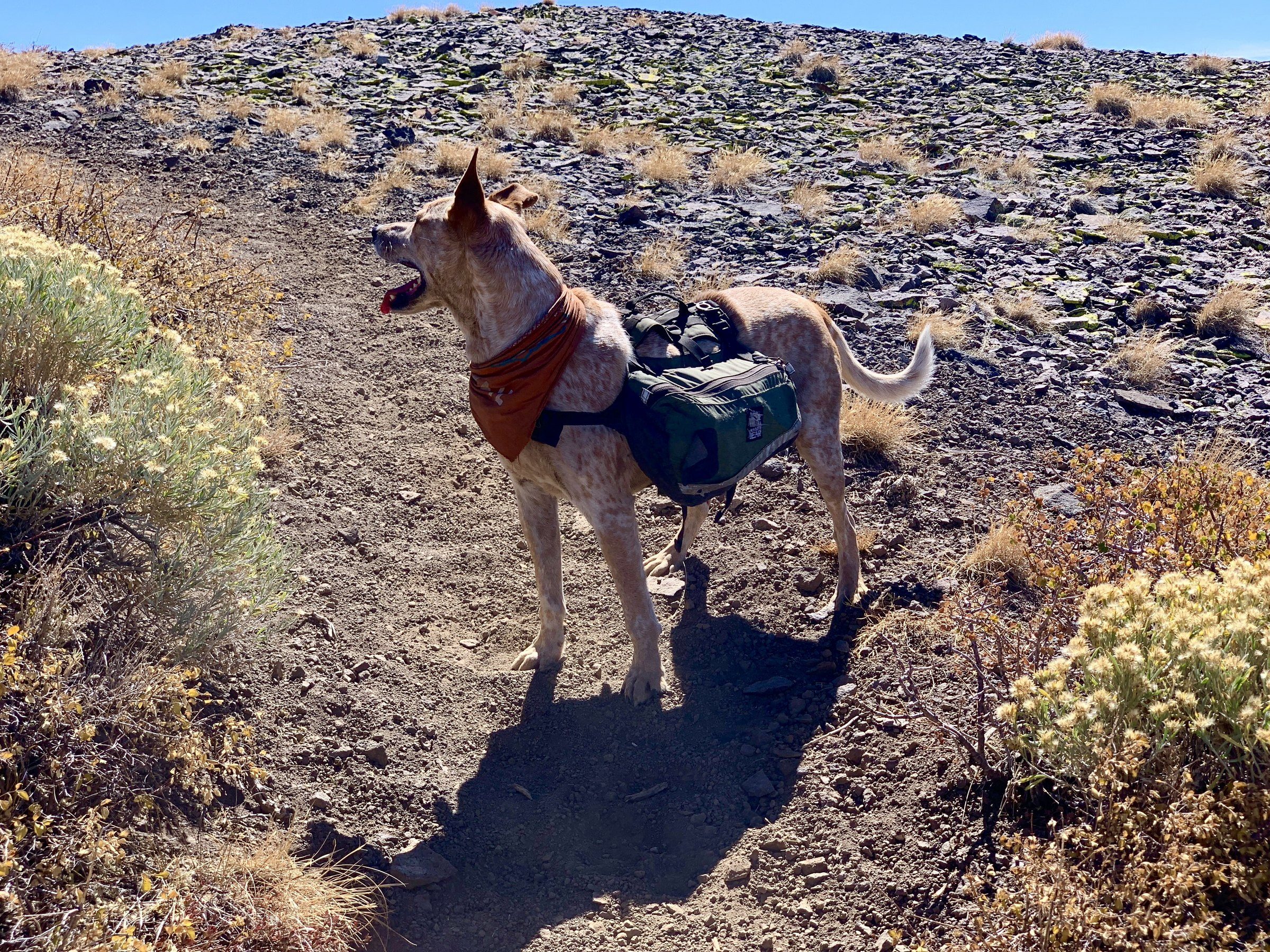 Dog wearing a trail backpack