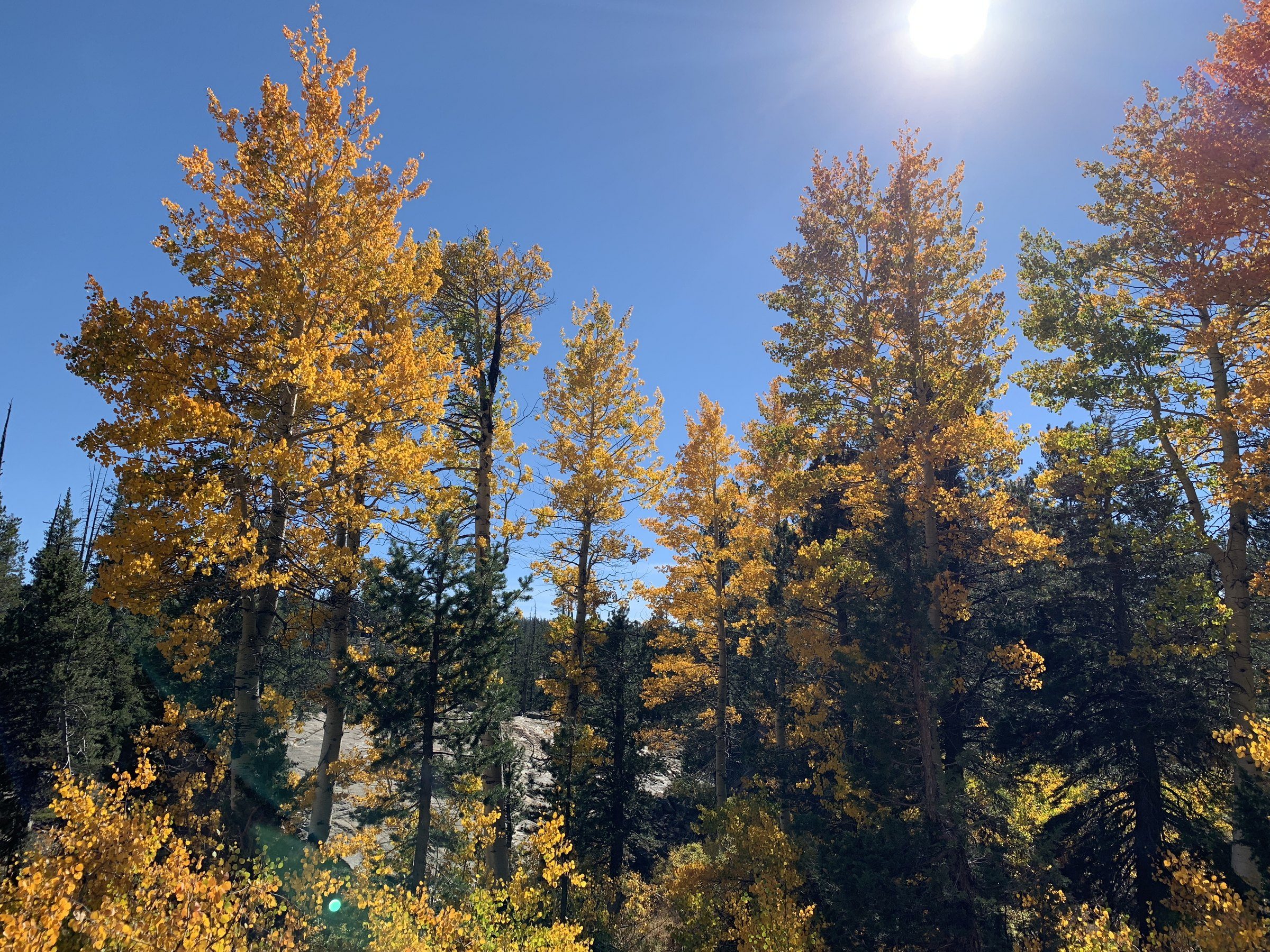 Golden autumn trees below a mountain