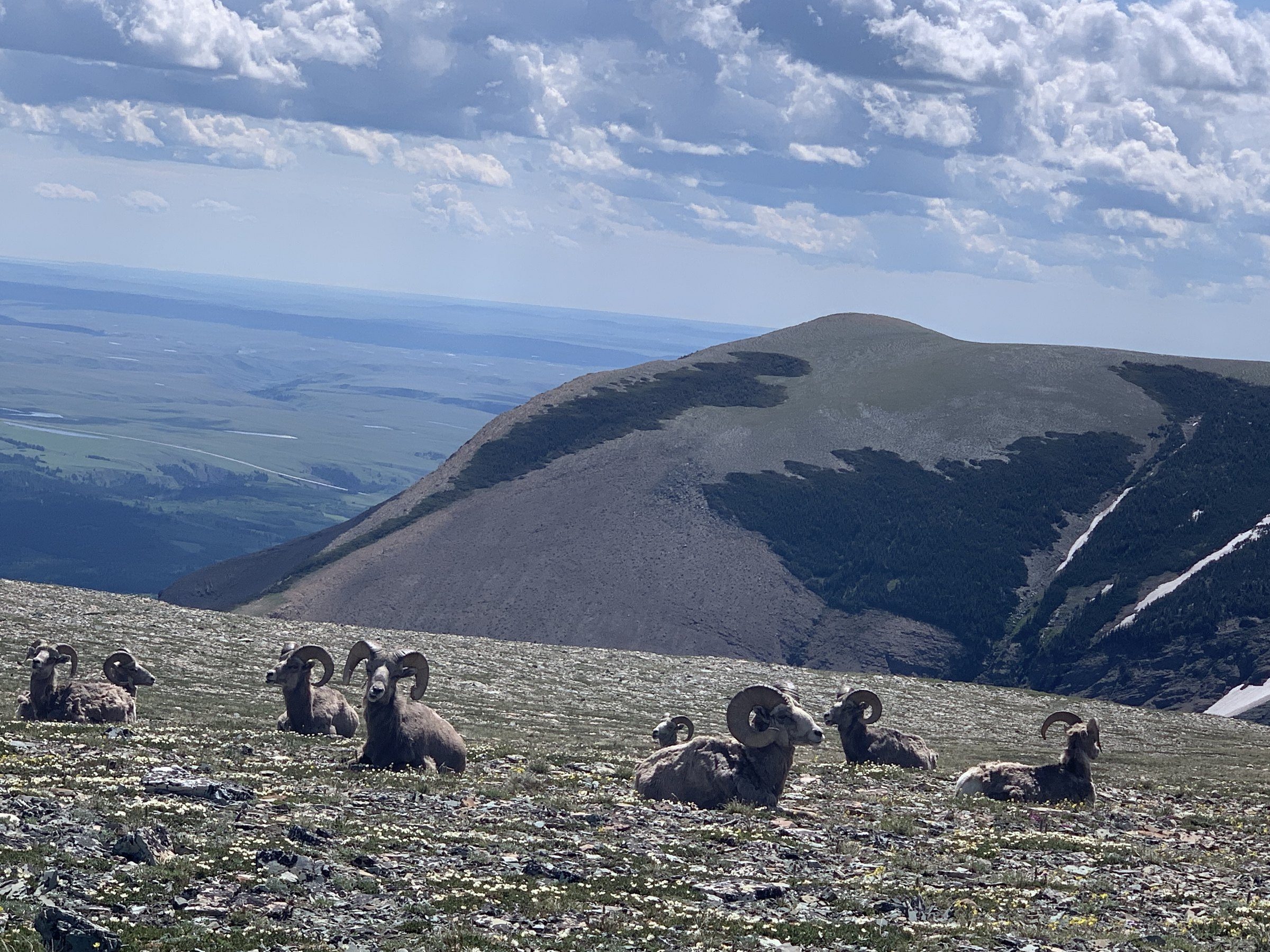 Herd of bighorn sheep on a rocky slope