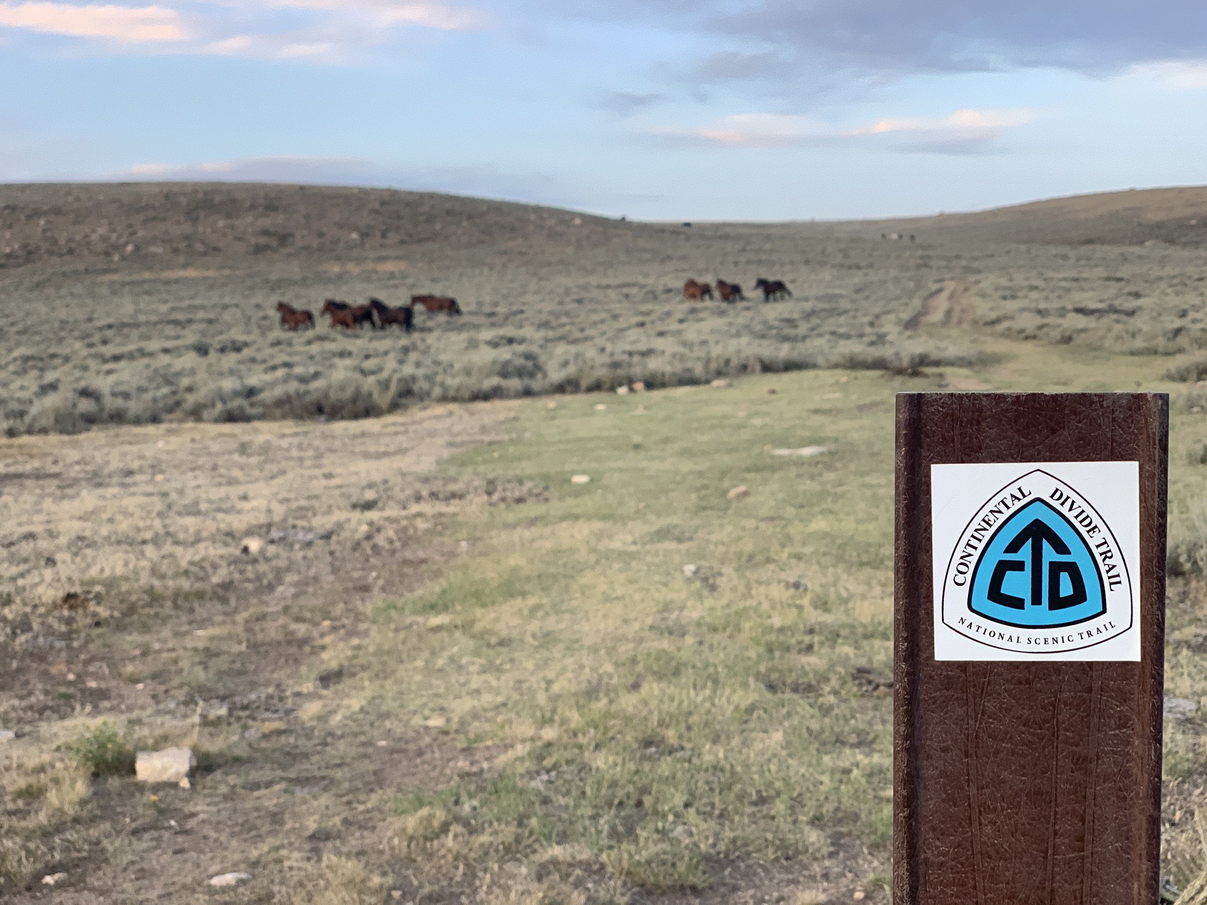Pronghorn at sunset near a trail marker