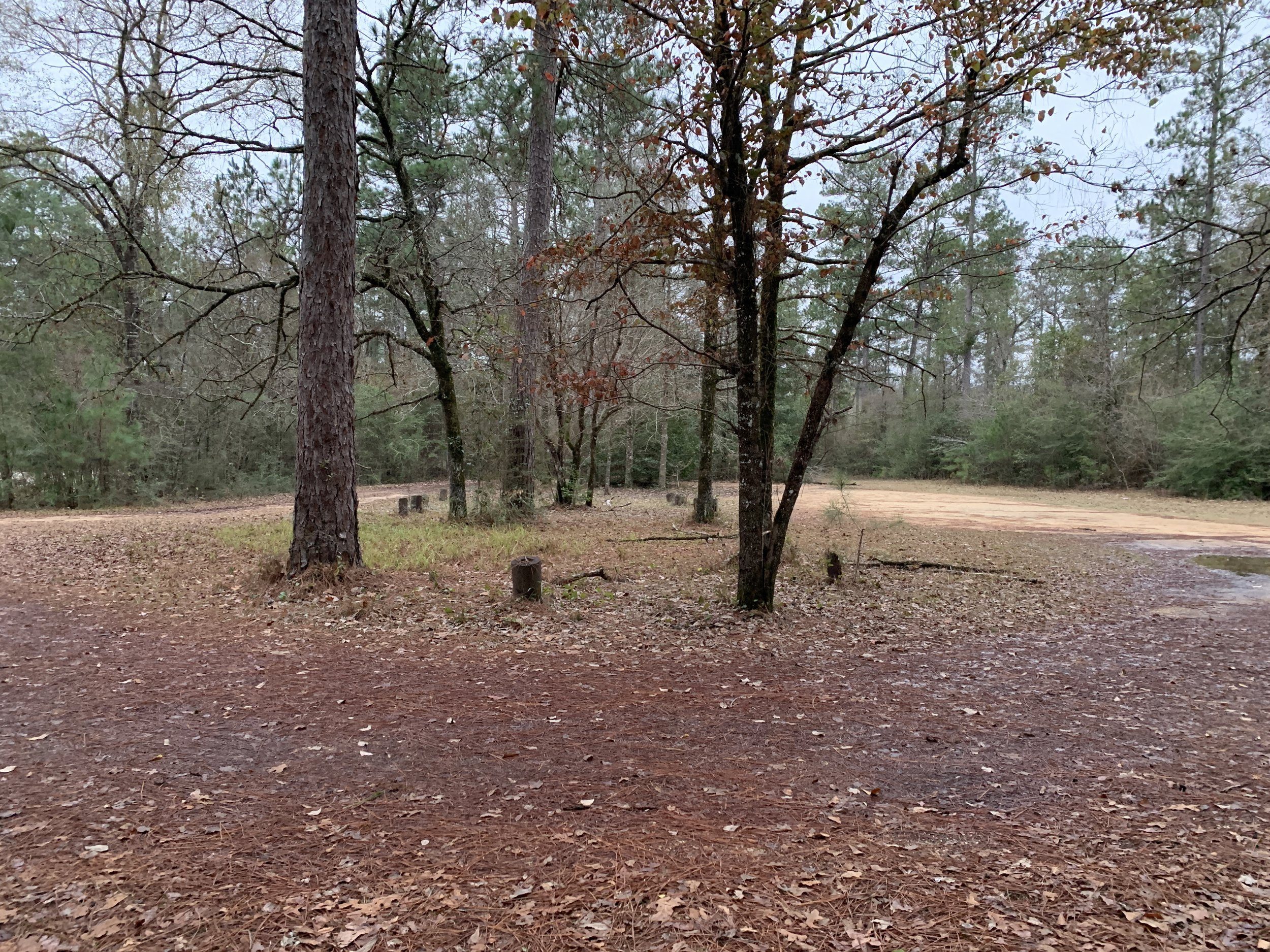 Pine forest corridor along Black Creek National Scenic Trail