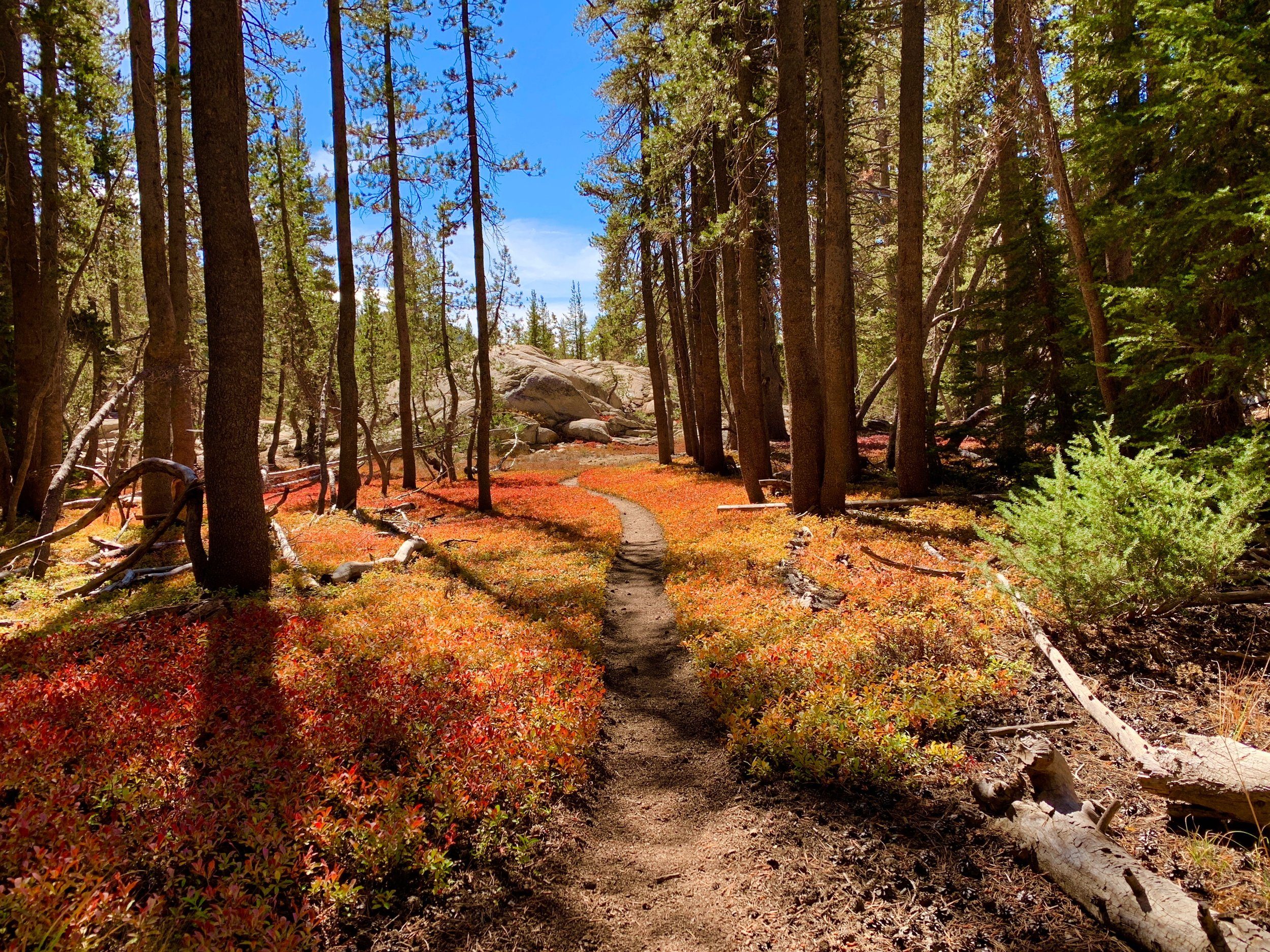 A narrow trail through red autumn groundcover and tall pines